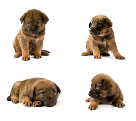 Obraz premium set of studio portraits of young puppy