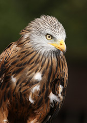 Portrait of a Red Kite