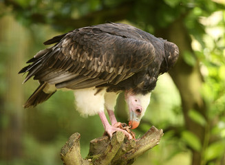 Close up of a White Headed Vulture feeding
