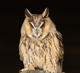 Portrait of a Long Eared Owl
