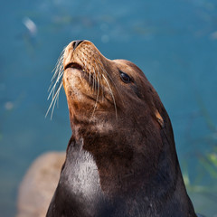 Obraz premium California Seal in Morro Bay, California, USA