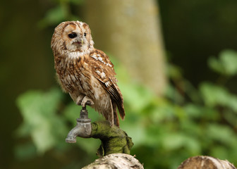 Portrait of a Tawny Owl in woodland