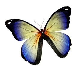 Blue butterfly , isolated on white