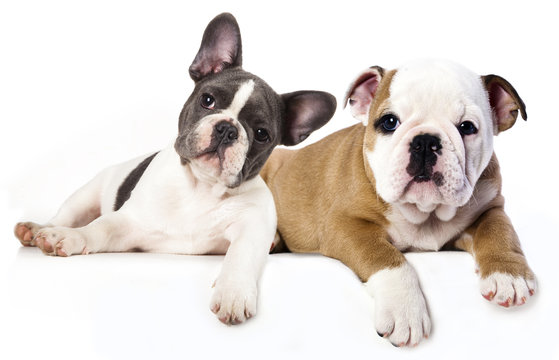 French Bulldog and english Bulldog puppy