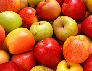 Fresh red and golden apples