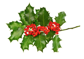 christmas decoration holly with red berries