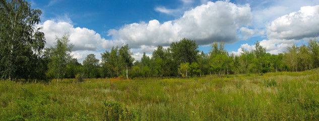 Summer landscape in the park. Panorama