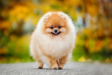 Young puppy Spitz in autumn