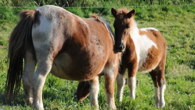 Ponnys auf der Weide