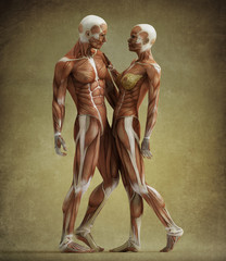 anatomy couple © adimas
