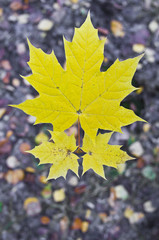 Autumn leaves 3