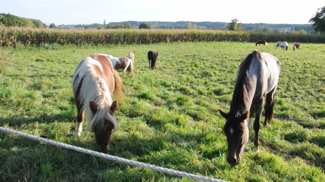 Ponnys auf der Weide