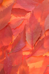 Red autumn leaves background