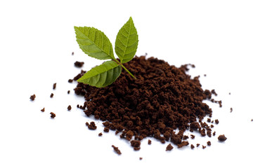 plante verte sur tas de terreau