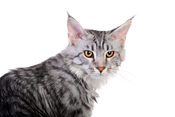 Obraz premium Silver Tabby Maine Coon isolated of a white background