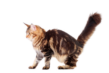 Brown Tabby Maine Coon isolated of a white background