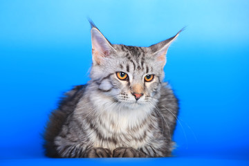 Silver tabby maine coon kitten (5 mounth) of a blue background