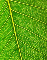 Green leaf surface close up. Background.
