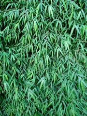 Green leaves of a bamboo. Green background.