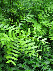 Green foliage of trees in the wood