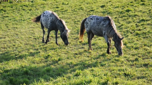 Ponnys auf der Weide
