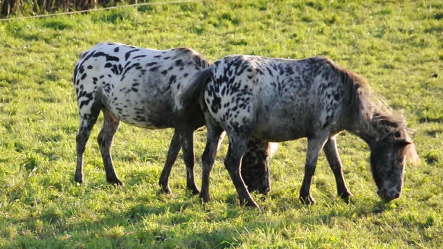 Ponnys auf der Weide
