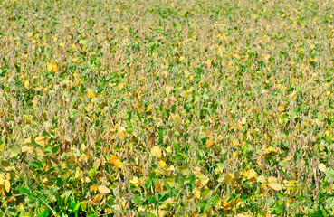 Obraz premium field soybeans in autumn .