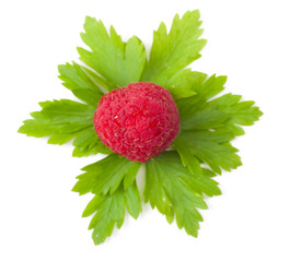 Close up of rapsberry on a bed of parsley leaves. Top view