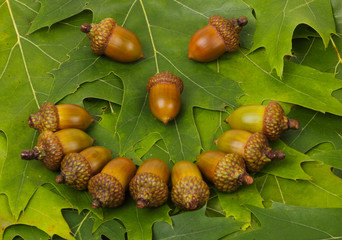 laughing face - acorns and oak leaves