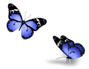 Two blue butterflies on white
