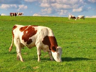 Fototapeta na wymiar Krowa w PRE