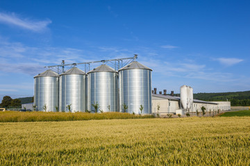 Fototapeta na wymiar cztery srebrne silosy w polu kukurydzy