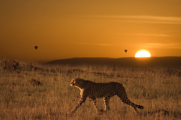 Ghepardo a caccia nel Serengeti Africa