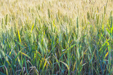 corn field in detail