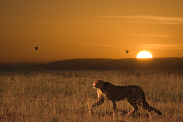 Ghepardo a caccia all'alba africana