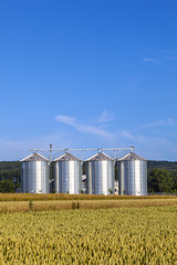 Fototapeta na wymiar four silver silos in corn field