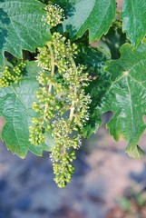 grappoli di uva in crescita