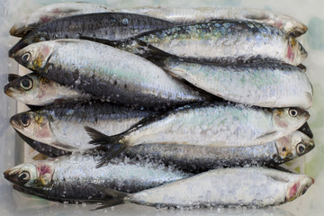 Fresh Sardines