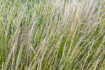 grass field in detail