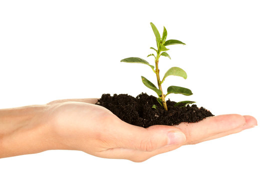 woman's hand holding a plant growing out of the ground,