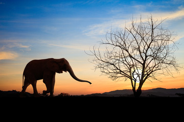 Naklejka premium Silhouette elephants over sunset