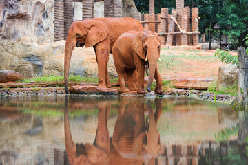 Obraz na płótnie Canvas Two african elephant