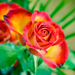 Fototapeta na wymiar żółta i czerwona róża - makro