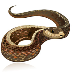 Fototapeta premium Beautiful realistic brown snake