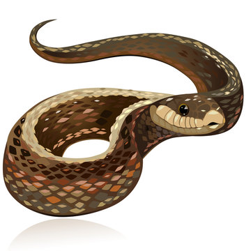 Beautiful realistic brown snake