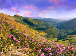 Plakat Magiczne różowe kwiaty rododendronów na górskich latem