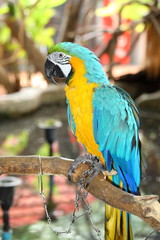 The potrait of Blue & Gold Macaw