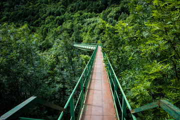 Obraz premium tubazione sospesa nella foresta