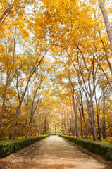 Fototapeta na wymiar Pathway in autumn Vertical