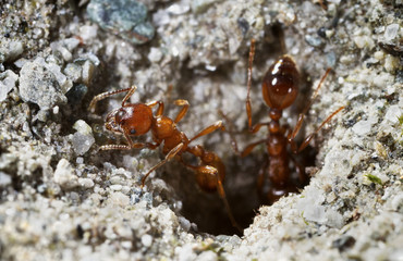Formica rufa in formicaio